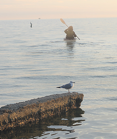 Seagull on the water with someone kayaking in the background